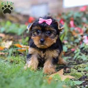 Mia, Yorkie Puppy